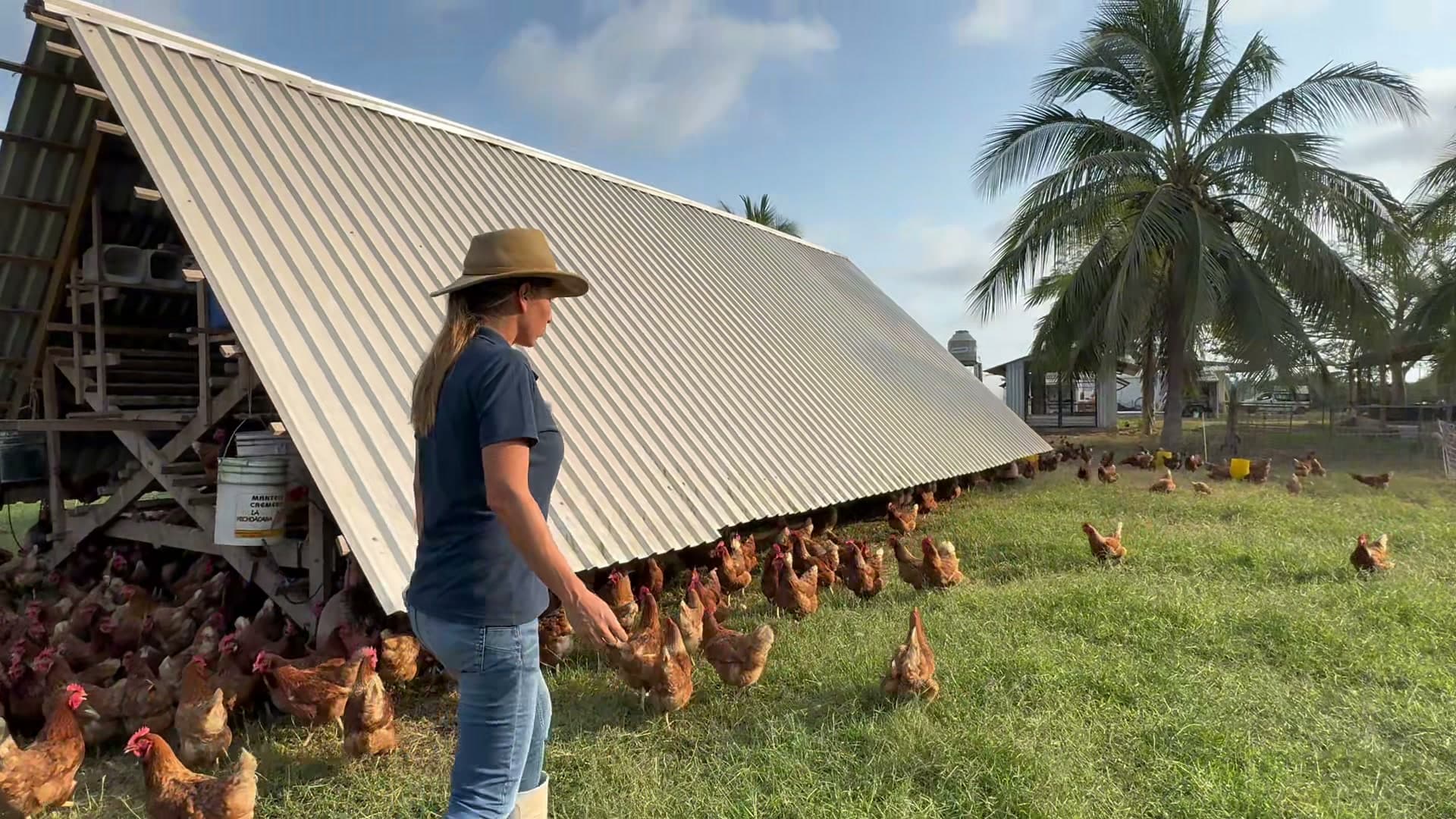 Instructora de Agromax junto a un gallinero móvil, con gallinas en pastoreo