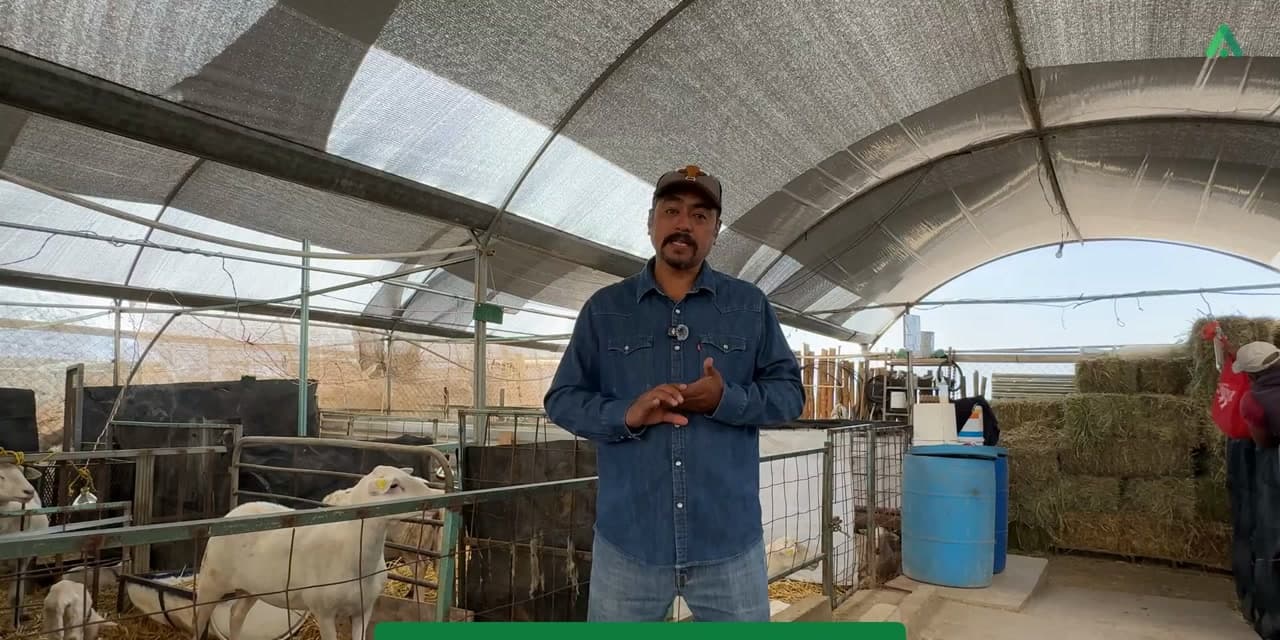 Instructor de ovinos de Agromax con borregos bajo malla sombra