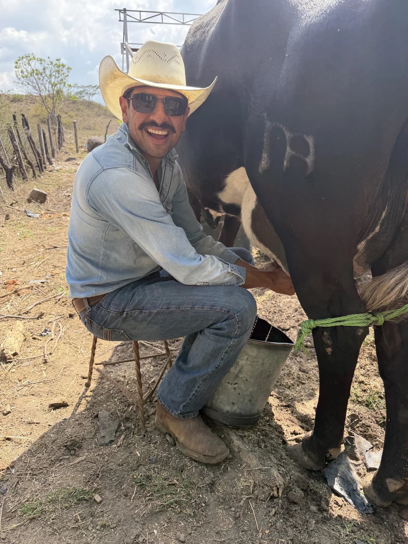 Rodo junto al ganado en el campo